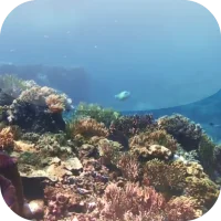 Great Barrier Reef Live Video
